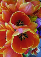 /album/fotogaleria-fotografia-macro/imagen-026-640x480-jpg/